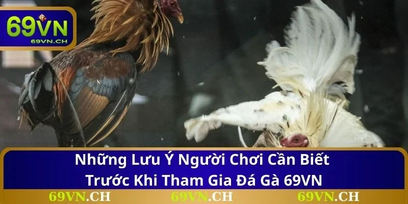 Những lưu ý người chơi cần biết trước khi tham gia đá gà 69VN