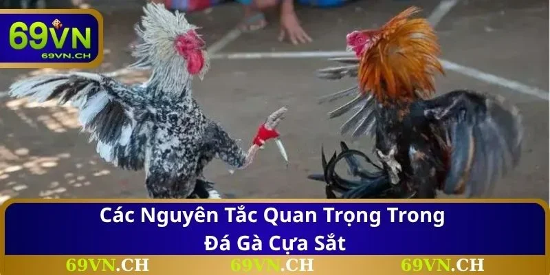 Các nguyên tắc quan trọng trong đá gà cựa sắt