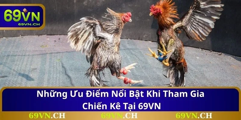 Những ưu điểm nổi bật khi tham gia chiến kê tại 69VN