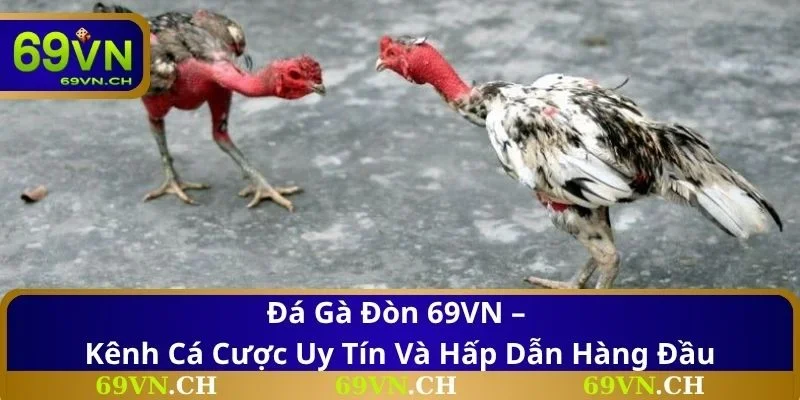 Đá gà đòn 69VN mang đến trải nghiệm giải trí cá cược chuyên nghiệp, minh bạch và kịch tính với tỷ lệ thắng cao, hỗ trợ trực tuyến 24/7 cùng giao diện mượt mà.